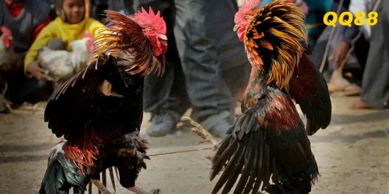 Người chơi cần nắm quy tắc chơi cơ bản để soi kèo đá gà chuẩn xác