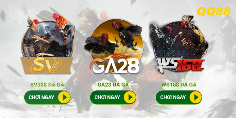 Dễ dàng nhận thưởng lớn khi tham gia cá cược đá gà QQ88